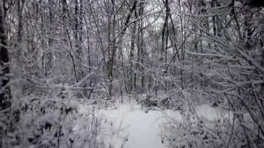 Ormanda Kış Gezisi. Yoğun Karla kaplı Ormanın İçindeki Bir Yol 'da Yürüyorum. Pov Steadicam Görünümü