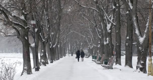 Прогулянка по засніженому алея, проспект на набережній зими. Стедікам Pov постріл — стокове відео
