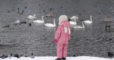 3 yıl yaşlı kız vahşi besleme ördekler ve kuğuları kış nehir, kuşlar
