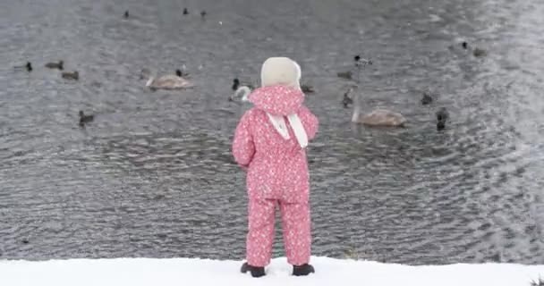 Menina de 3 anos alimentando pássaros selvagens Patos e cisnes no rio de inverno — Vídeo de Stock