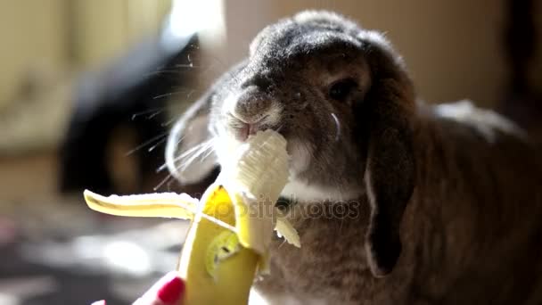 Симпатичная домашняя декоративная порода кролик, питающийся бананом в помещении — стоковое видео