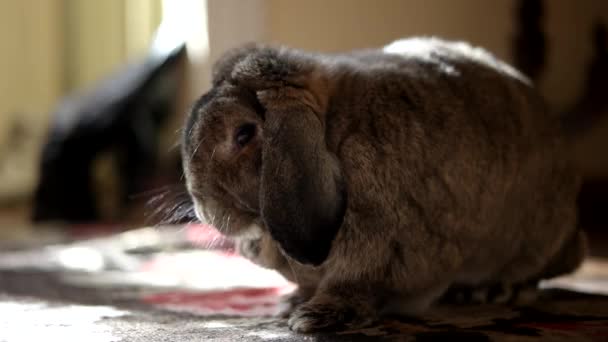 Søt innendørs dekorativ Breed Rabbit Spiser banan innendørs – stockvideo