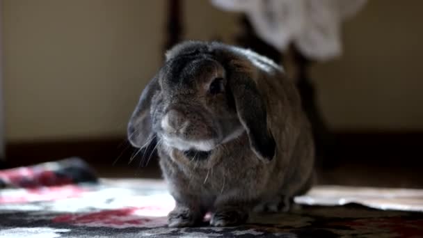 可爱的家居装饰品种兔子吃香蕉室内 — 图库视频影像