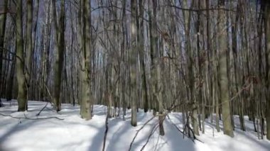 Kış günü yürüyüş karla kaplı geçit ile kayın ormanında yürüyüş. Stabilize Pov görünümü gimbal