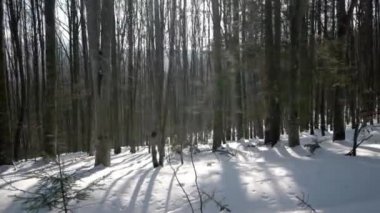 Kış günü yürüyüş karla kaplı geçit ile kayın ormanında yürüyüş. Stabilize Pov görünümü gimbal