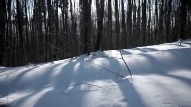 Kış günü yürüyüş karla kaplı geçit ile kayın ormanında yürüyüş. Stabilize Pov görünümü gimbal