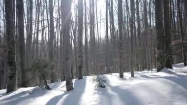 Kış günü yürüyüş karla kaplı geçit ile kayın ormanında yürüyüş. Stabilize Pov görünümü gimbal
