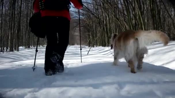 雪・冬の季節の山の森林のパスで歩く犬ゴールデン ・ リトリーバーとのハイキング — ストック動画