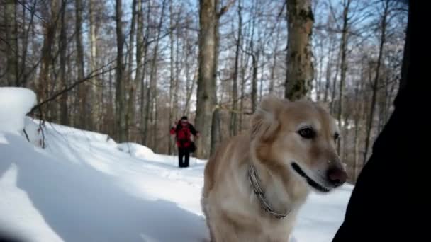 雪・冬の季節の山の森林のパスで歩く犬ゴールデン ・ リトリーバーとのハイキング — ストック動画