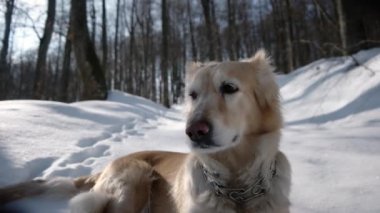 Golden Retriever köpek zevk kış oynamak ve eğlenmek karda
