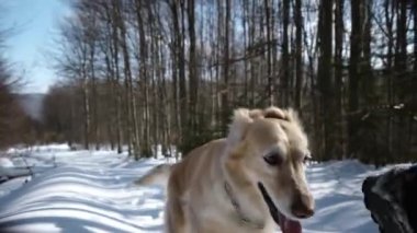 Kar - kış sezonu dağ orman üzerinde bir yolda yürüyen köpek Golden Retriever ile hiking