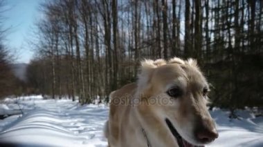 Kar - kış sezonu dağ orman üzerinde bir yolda yürüyen köpek Golden Retriever ile hiking