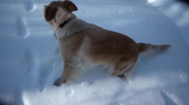 Kar - kış sezonu dağ orman üzerinde bir yolda yürüyen köpek Golden Retriever ile hiking