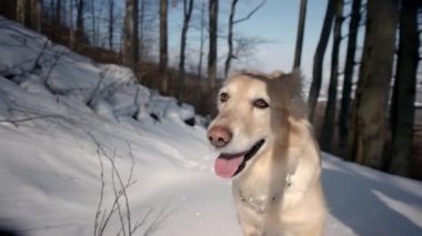 Kar - kış sezonu dağ orman üzerinde bir yolda yürüyen köpek Golden Retriever ile hiking