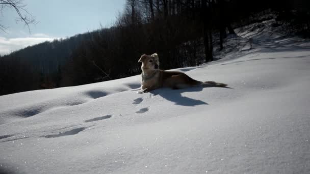 Golden Retriever σκύλου απολαμβάνουν χειμώνα παίζοντας και διασκεδάζοντας στο χιόνι — Αρχείο Βίντεο