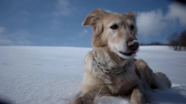 Arany-Vizsla kutya élvezi téli játék és birtoklás móka a hóban — Stock videók