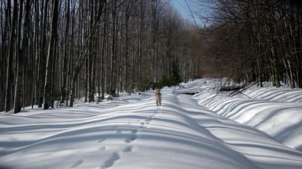 Kar - kış sezonu dağ orman üzerinde bir yolda yürüyen köpek Golden Retriever ile hiking — Stok video