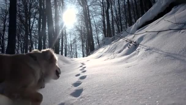 Kar - kış sezonu dağ orman üzerinde bir yolda yürüyen köpek Golden Retriever ile hiking — Stok video