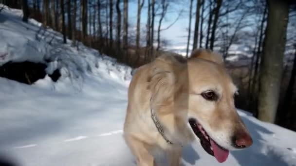 Senderismo con el perro Golden Retriever Caminando en un camino sobre la nieve - Bosque de montaña en temporada de invierno — Vídeos de Stock