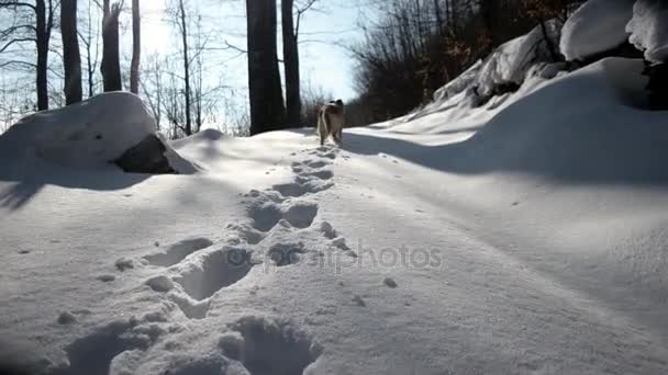 Wandern mit dem Hund Golden Retriever auf einem Pfad im Schnee - Bergwald im Winter — Stockvideo