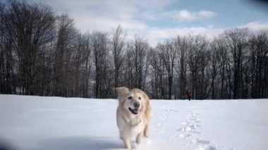 Bir kar dağlarda köpek Golden Retriever ile kış sezonu hiking
