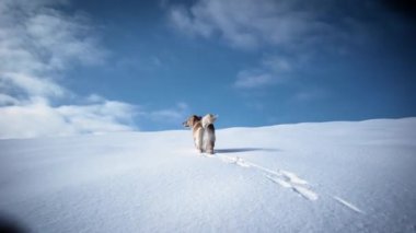 Bir kar dağlarda köpek Golden Retriever ile kış sezonu hiking