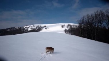 Bir kar dağlarda köpek Golden Retriever ile kış sezonu hiking