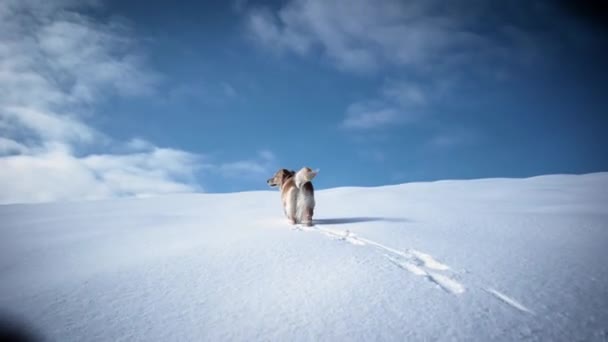 Túrázás és a kutya Golden Retriever a havas hegyek, a téli szezonban — Stock videók