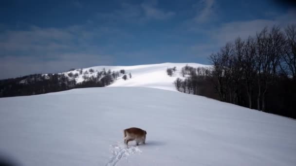 Senderismo con el perro Golden Retriever en una montaña de nieve en temporada de invierno — Vídeos de Stock