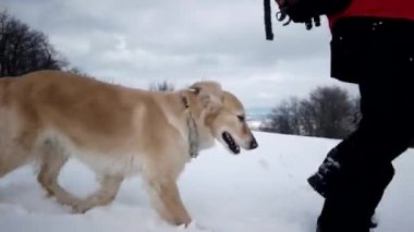 Bir kar dağlarda köpek Golden Retriever ile kış sezonu hiking