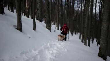 Bir kar dağlarda köpek Golden Retriever ile kış sezonu hiking