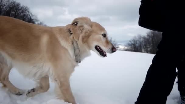 冬の季節に雪の山の犬のゴールデンレトリーバーとハイキング — ストック動画
