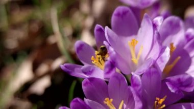 Bal arısı bir ilk bahar çiçek - Crocus polen toplama Tozlaşmayı