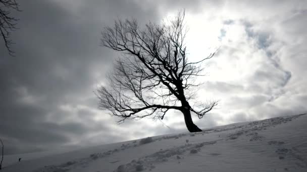 Winterlandschap, vliegen wolken boven eenzame boom time-lapse — Stockvideo