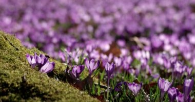 Menekşe Çiğdem kır çiçekleri alan ile meşe ağaçları Vadisi bahar zaman, doğal çiçek Mevsimlik arka plan, görünümü kaydırma
