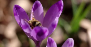Bal arısı bir ilk bahar çiçek - Crocus polen toplama Tozlaşmayı