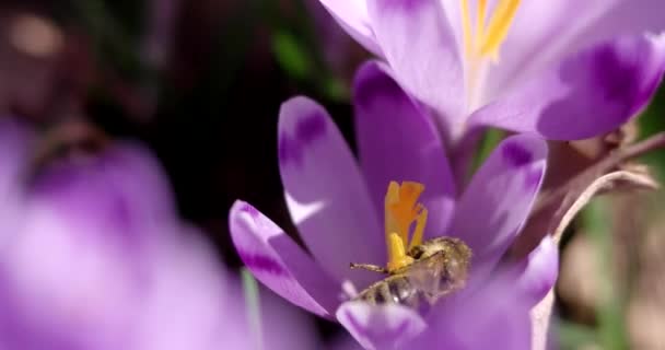 La miel de abeja polinizante Recoger el polen de una primera flor de primavera - Crocus — Vídeos de Stock