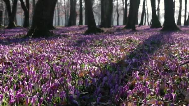 Lila Crocus vadvirágok mezőt Oaks fák Valley egyidejűleg tavaszi természetes virágos szezonális háttér, panoráma kilátás — Stock videók