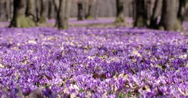 Lila Crocus vadvirágok mezőt Oaks fák Valley egyidejűleg tavaszi természetes virágos szezonális háttér, panoráma kilátás — Stock videók