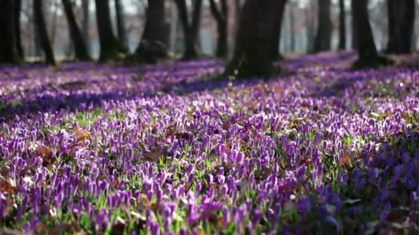 Фиолетовый Крокус дикие цветы поле с дубами долины в весеннее время, природные цветочные сезонные фон, панорамный вид — стоковое видео