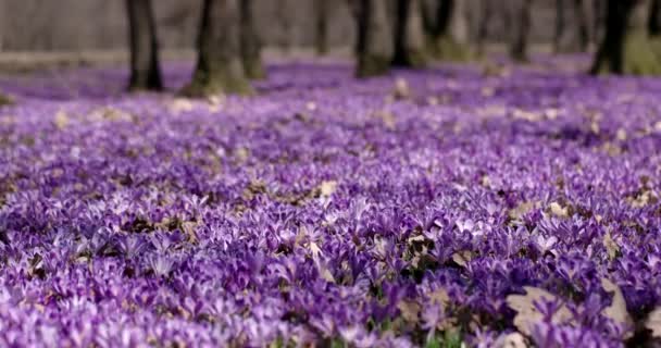 Fioletowy Krokus kwiaty dzikiego pola z Oaks dolina drzewo w czasie wiosny, naturalnym tle kwiatów sezonowych, Panoramowanie widoku — Wideo stockowe