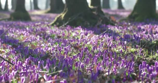 Champ De Fleurs Sauvages De Crocus Violet Avec Des Chênes Vallée Au Printemps, Arrière-plan Saisonnier Floral Naturel, Vue Panoramique — Video