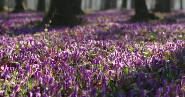 Violet Crocus Wild Flowers Field With Oaks Trees Valley at Spring Time, Natural Floral Seasonal Background, Panning View — Stock Video