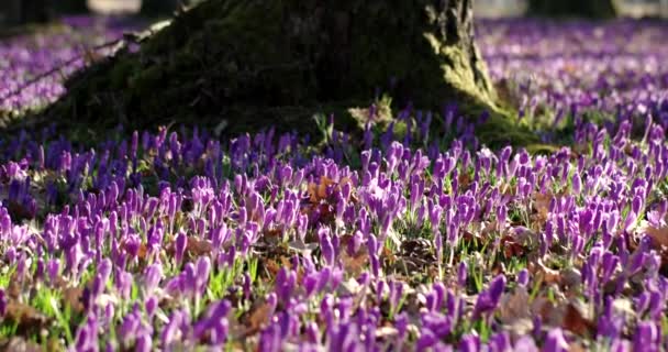 Violet Crocus Wild Flowers Field With Oaks Trees Valley at Spring Time, Natural Floral Seasonal Background, Panning View — Stock Video