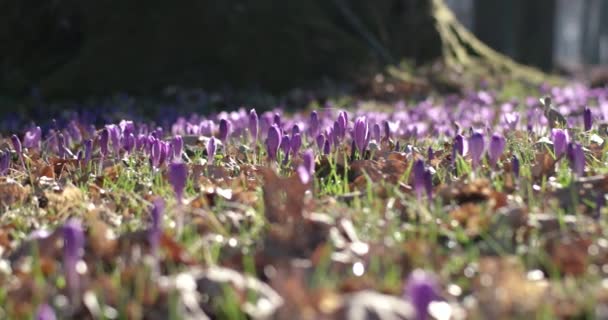 Fioletowy Krokus kwiaty dzikiego pola z Oaks dolina drzewo w czasie wiosny, naturalnym tle kwiatów sezonowych, Panoramowanie widoku — Wideo stockowe