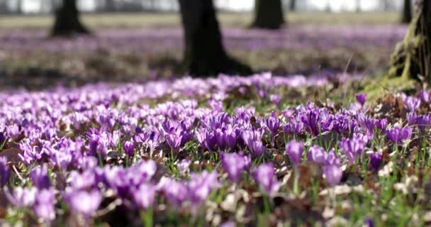 Champ De Fleurs Sauvages De Crocus Violet Avec Des Chênes Vallée Au Printemps, Arrière-plan Saisonnier Floral Naturel, Vue Panoramique — Video