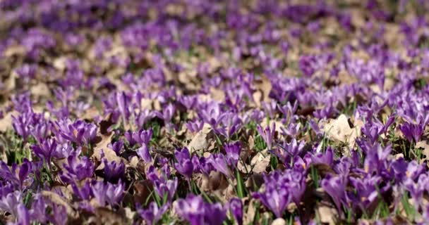 Violet Crocus campo di fiori selvatici con querce Trees Valley in primavera, sfondo naturale floreale stagionale, Panning View — Video Stock