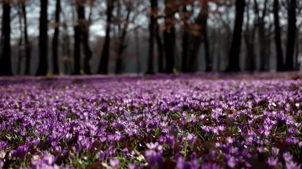 春の時間、自然の花の季節背景ビューをパンでオークス木谷と紫のクロッカスの野生の花フィールド — ストック動画