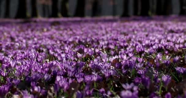 Violet Crocus Wild Flowers Field With Oaks Trees Valley at Spring Time, Natural Floral Seasonal Background, Panning View — Stock Video