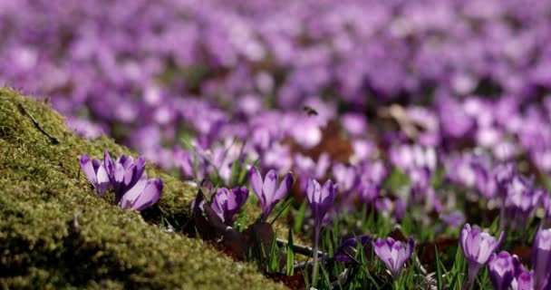 Fioletowy Krokus kwiaty dzikiego pola z Oaks dolina drzewo w czasie wiosny, naturalnym tle kwiatów sezonowych, Panoramowanie widoku — Wideo stockowe